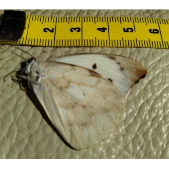 Vlinder Appias Lalassis