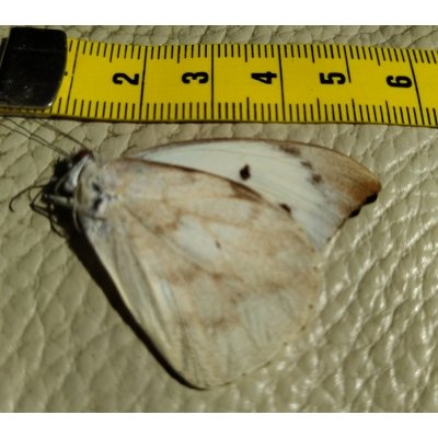 Vlinder Appias Lalassis