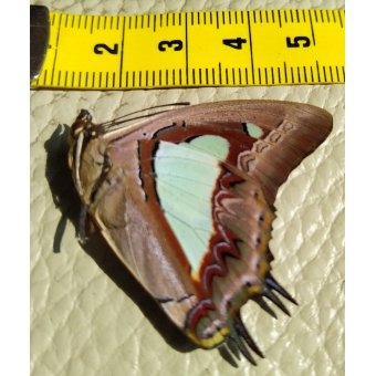 Vlinder Prioneris Philonome