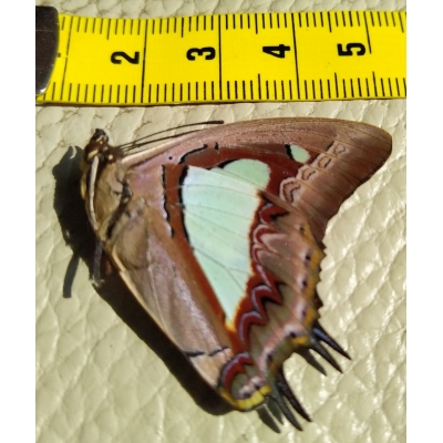 Vlinder Prioneris Philonome