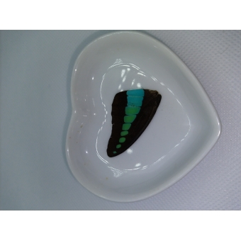 Vlinder vleugel nr 3