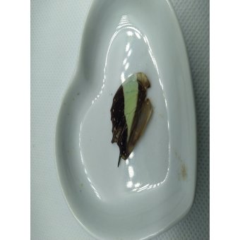 Vlinder vleugel nr 5