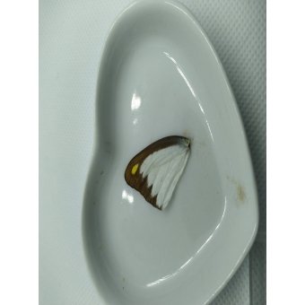 Vlinder vleugel nr 6