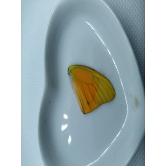 Vlinder vleugel nr 7