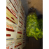 basilicum plant
