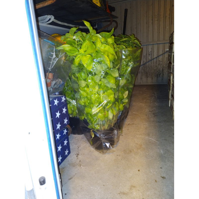 basilicum plant