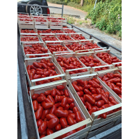 San Marzano tomaat per kistje